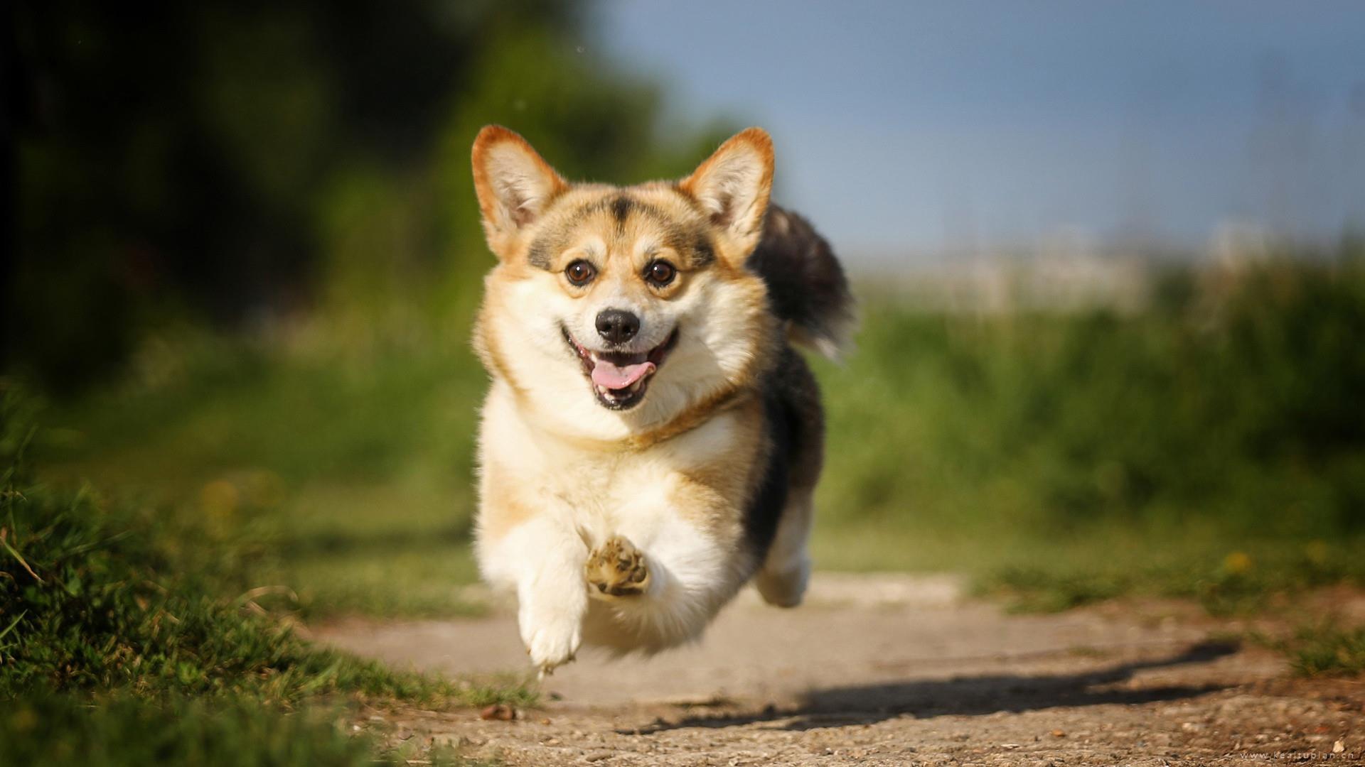 唯美可爱短腿柯基犬高清图片桌面壁纸