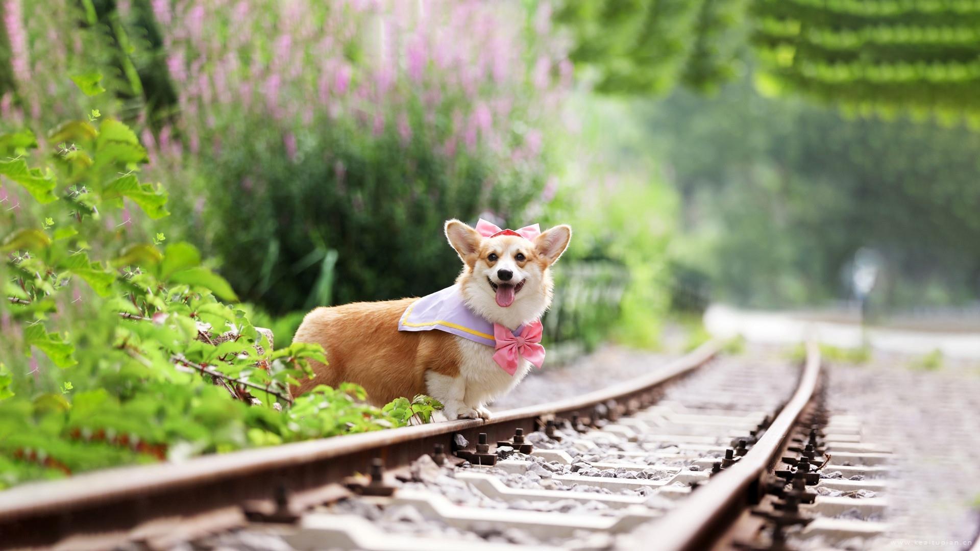 唯美可爱短腿柯基犬高清图片桌面壁纸