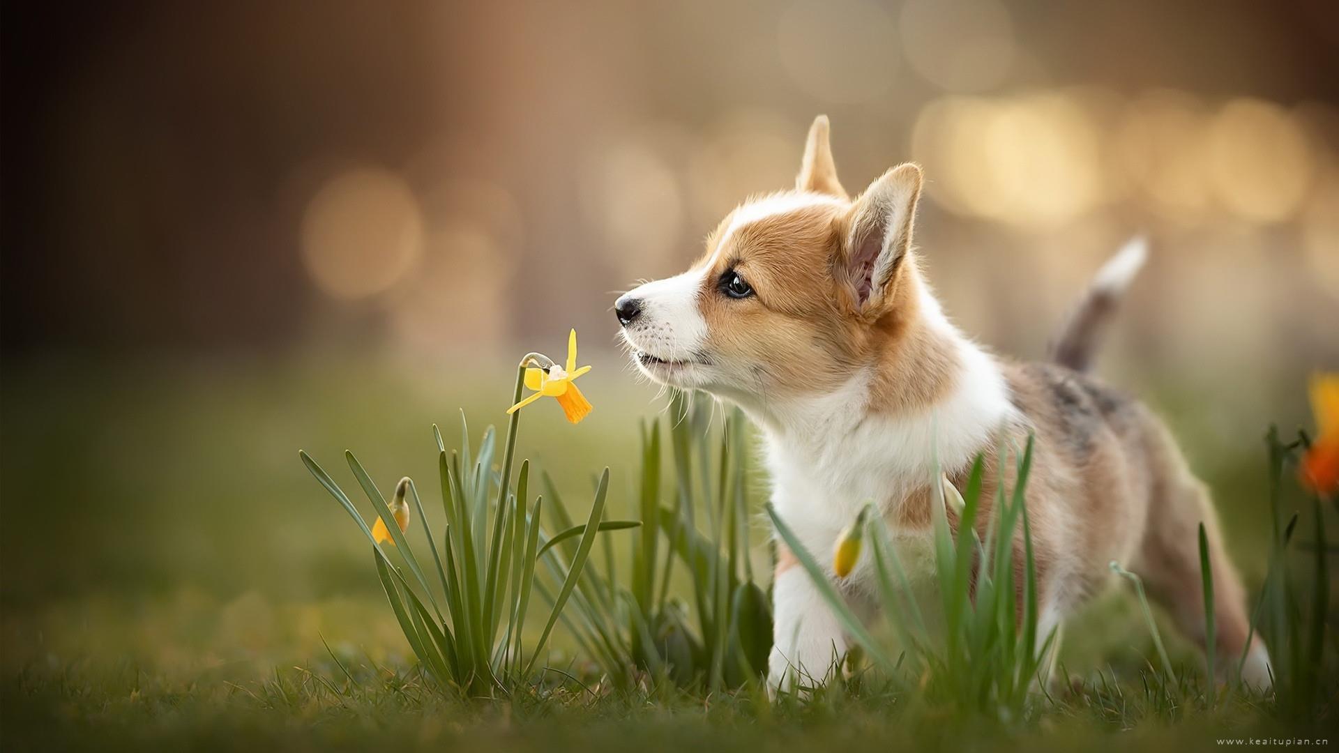 唯美可爱短腿柯基犬高清图片桌面壁纸