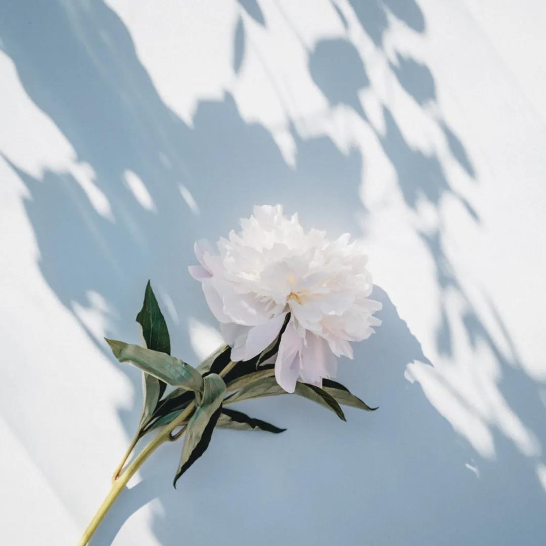 途径了我的盛放之小清新唯美的一枝花头像图片