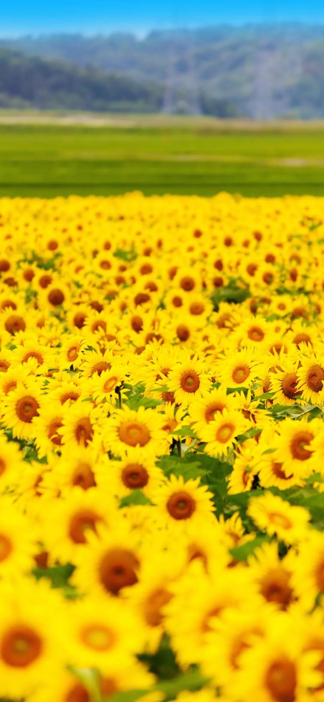 向日葵向阳而生灿烂唯美高清手机壁纸图片