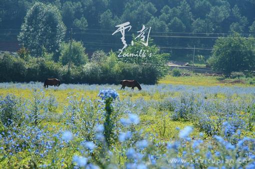 小清新风景唯美花开风景壁纸图片