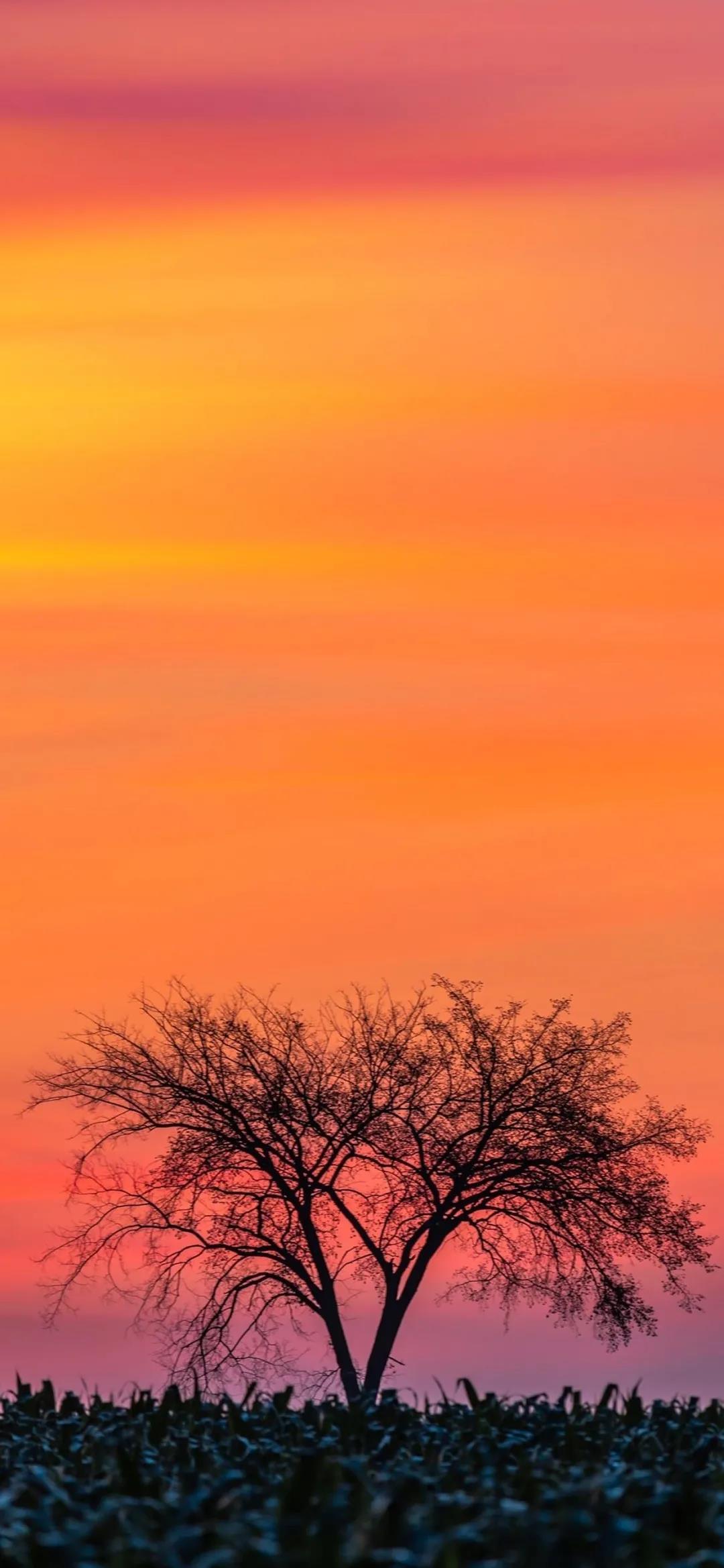 夕阳天空的绚烂晚霞唯美高清手机壁纸图片