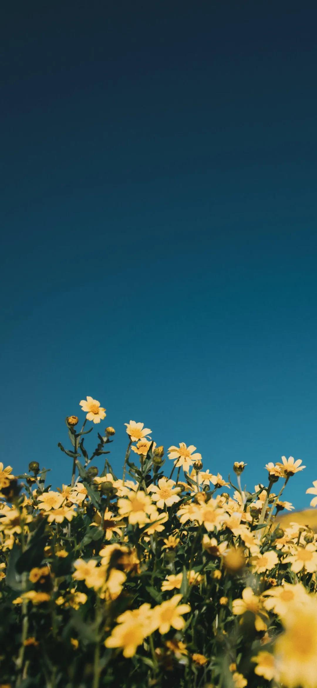 对着蓝色天空的花朵绿叶唯美清新手机壁纸图片