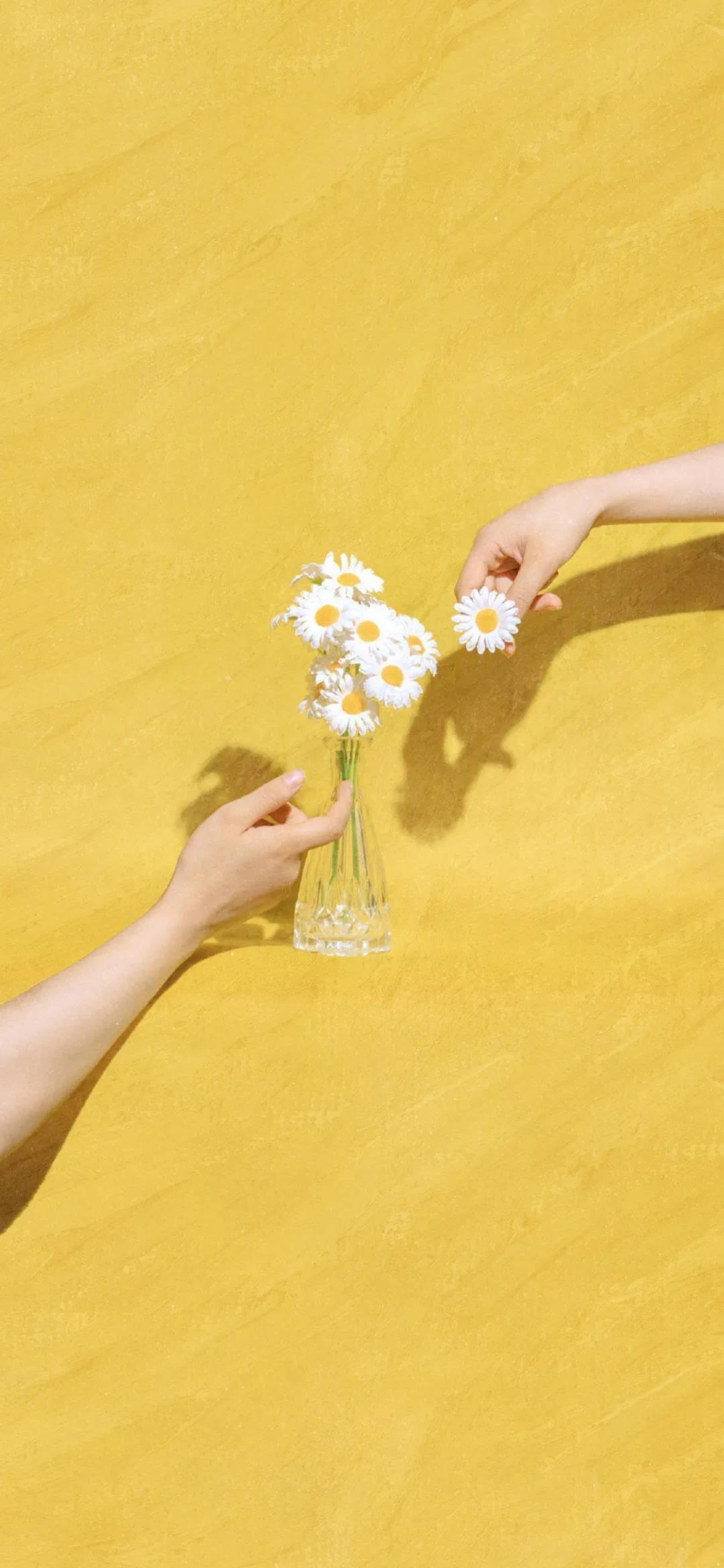 为生活增添色彩的花朵植物唯美高清手机壁纸图片