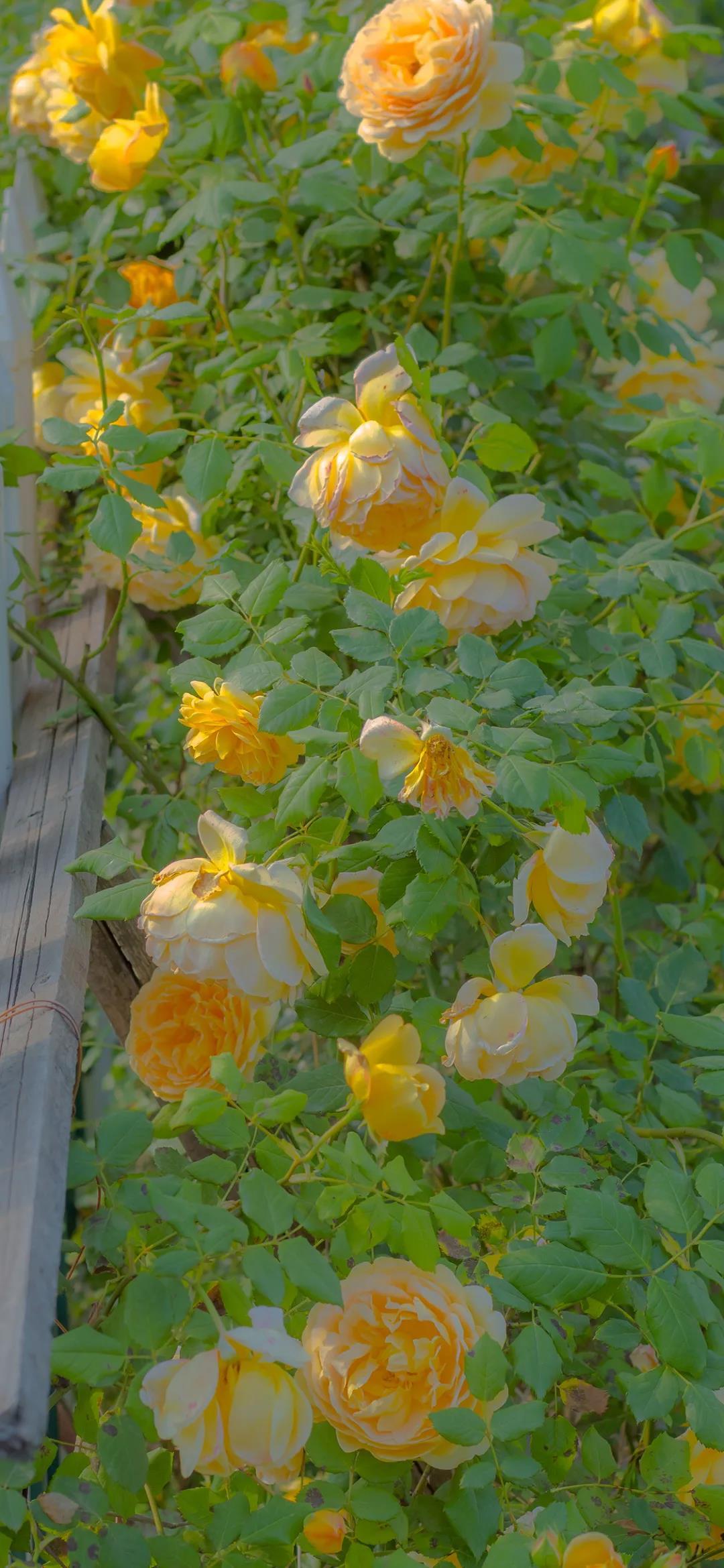 短暂美丽的花朵唯美高清手机壁纸图片