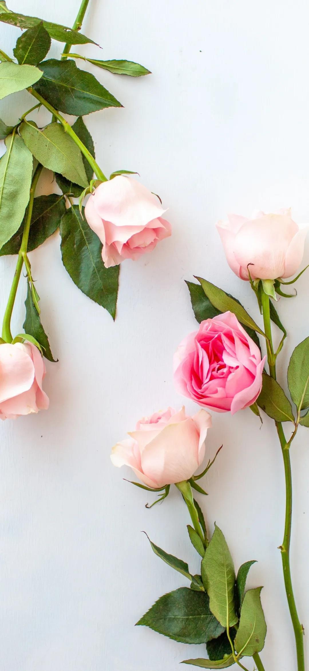 短暂美丽的花朵唯美高清手机壁纸图片