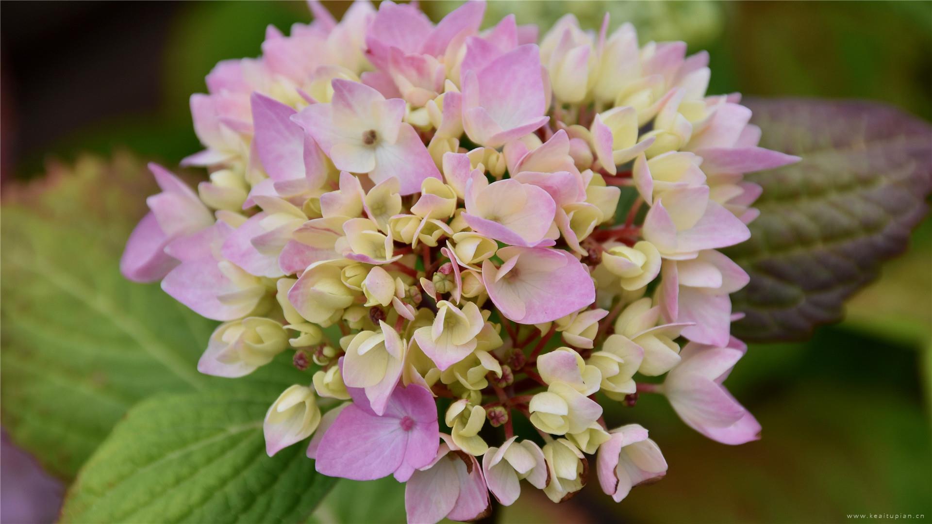 盛开的绣球花唯美好看高清桌面壁纸图片