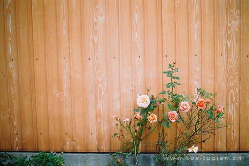 唯美绽放的好看鲜花高清桌面壁纸图片