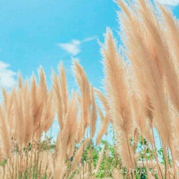 小清新秋意唯美风景头像图片大全