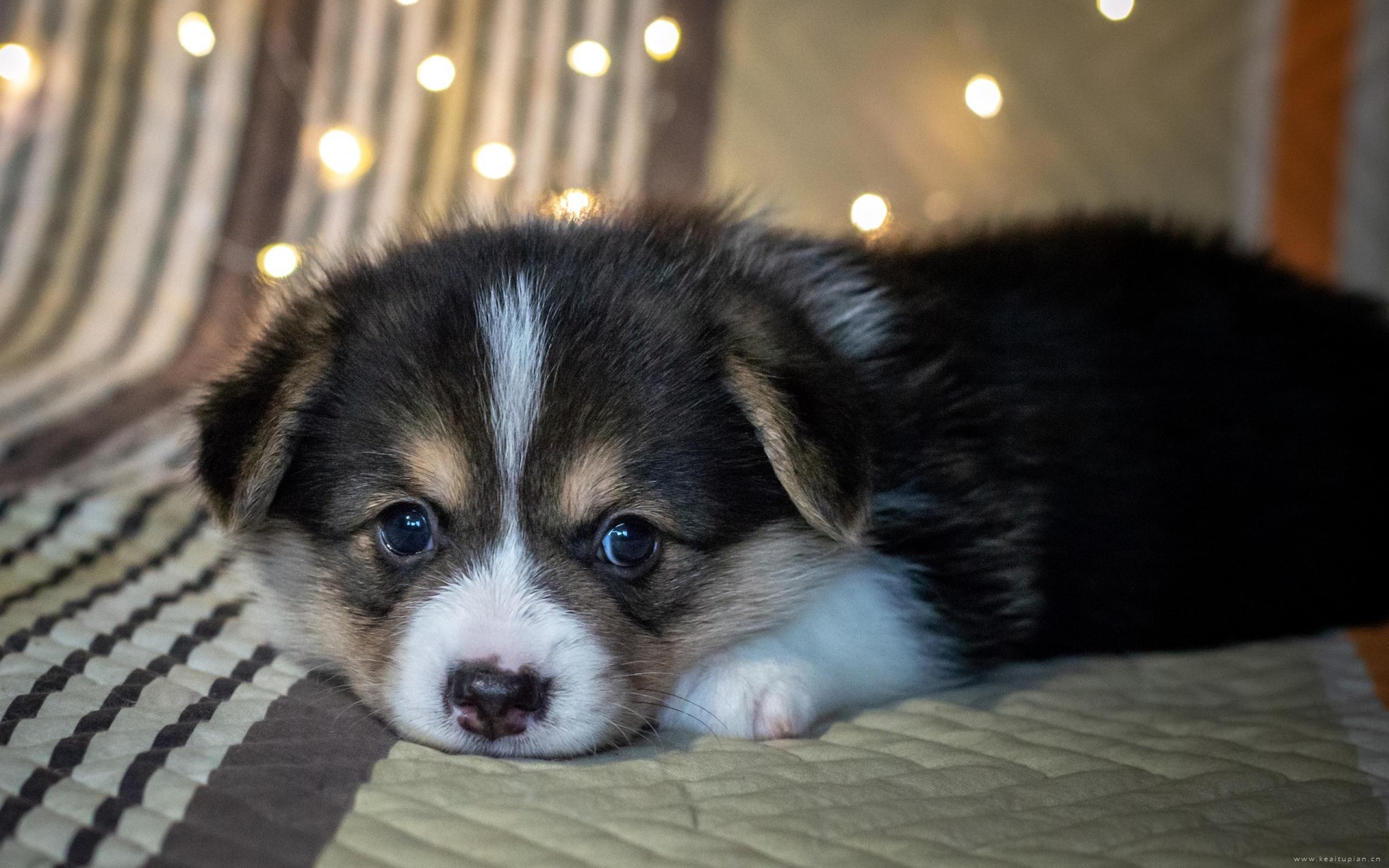 呆萌好看的可爱宠物狗高清桌面壁纸图片大全