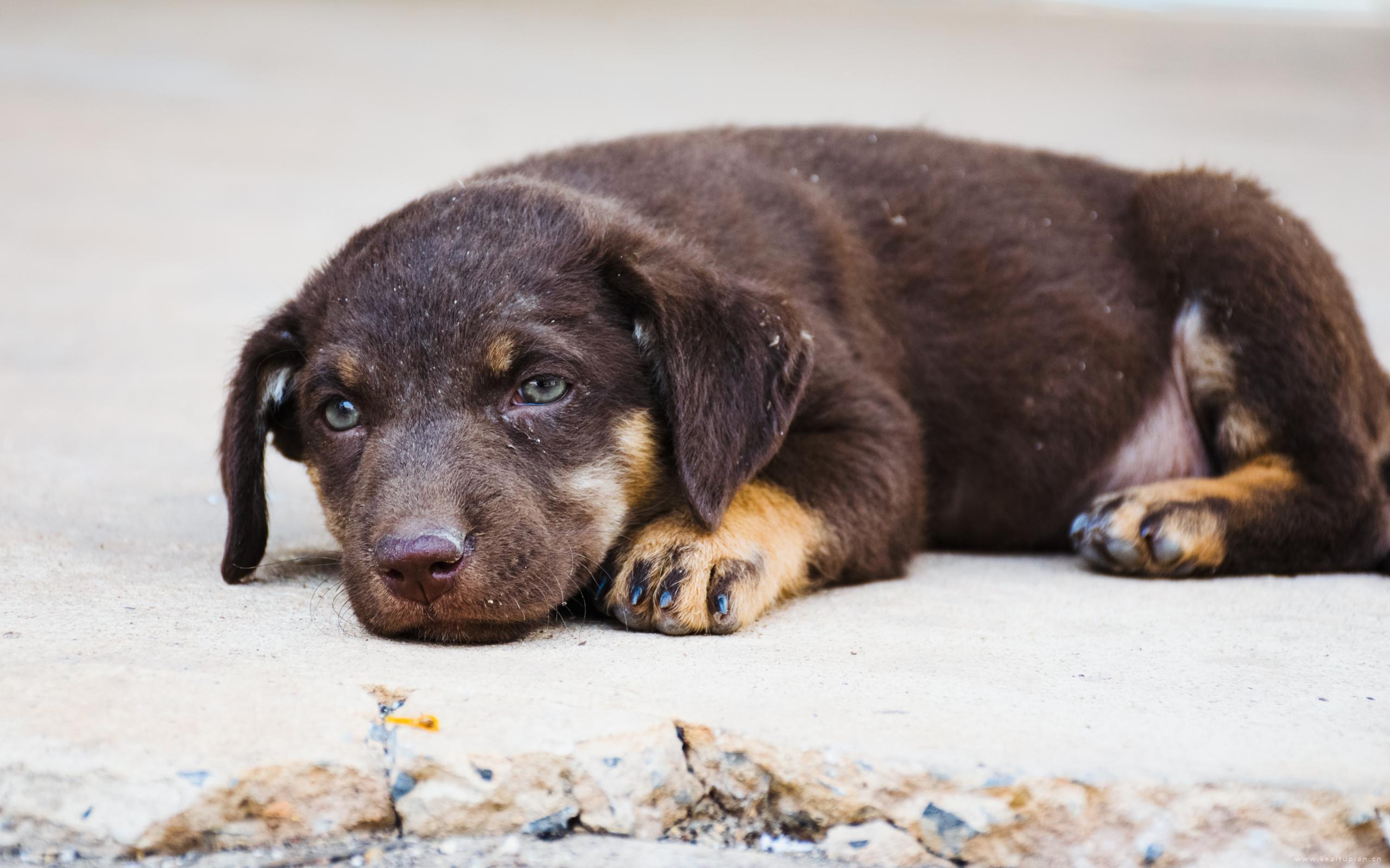 呆萌好看的可爱宠物狗高清桌面壁纸图片大全