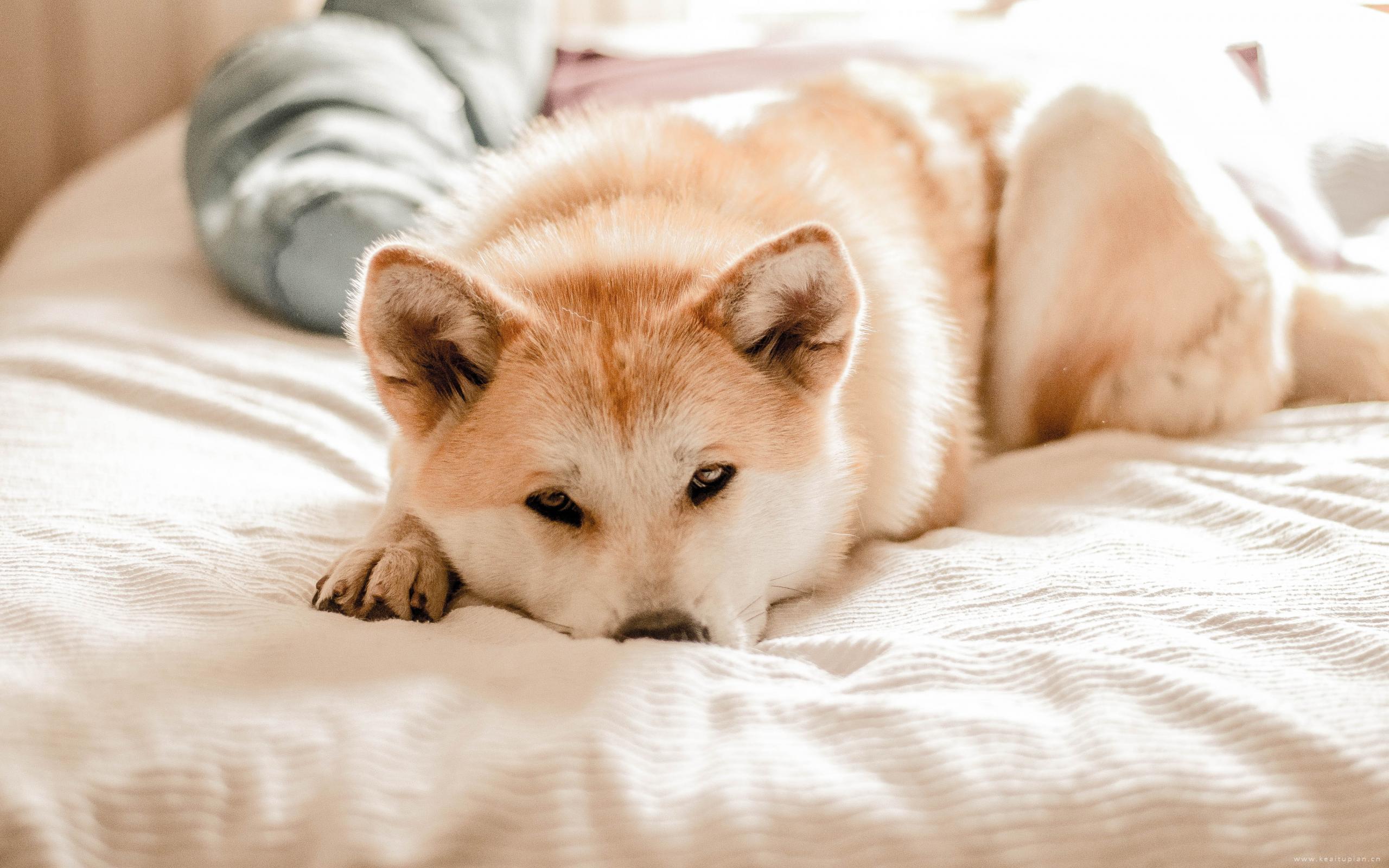 呆萌好看的可爱宠物狗高清桌面壁纸图片大全