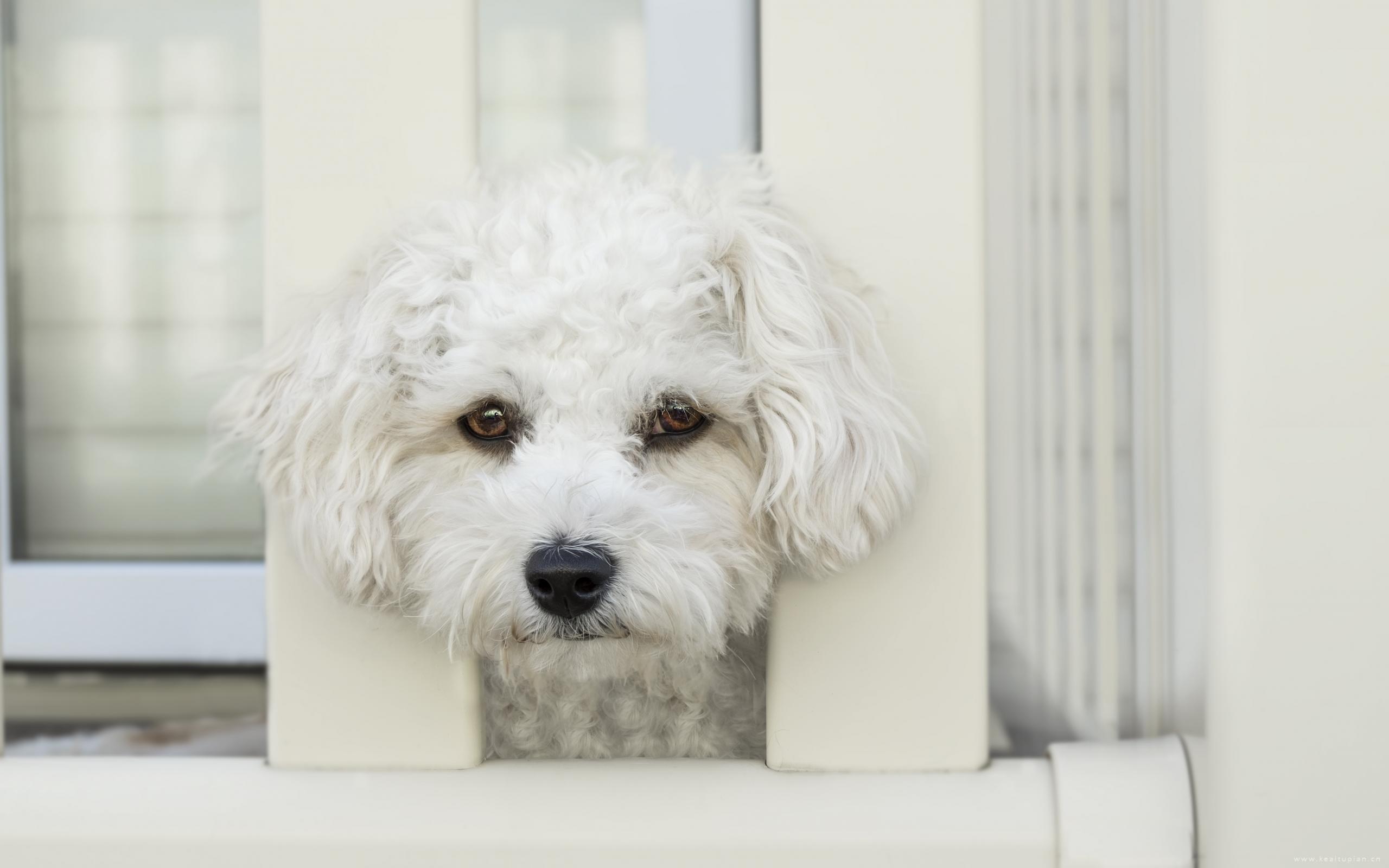 呆萌好看的可爱宠物狗高清桌面壁纸图片大全
