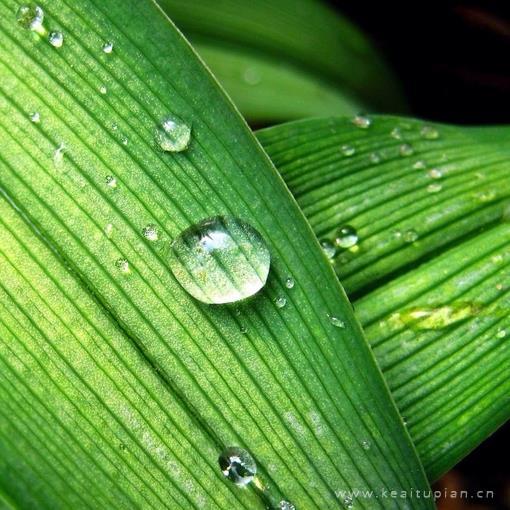 唯美悬而未落的漂亮水珠激起了一丝丝波澜图片