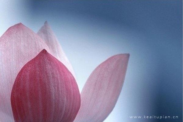 好看的莲花真实，适合做头像或者背景图的莲花图片