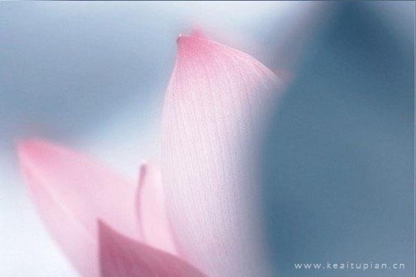 好看的莲花真实，适合做头像或者背景图的莲花图片