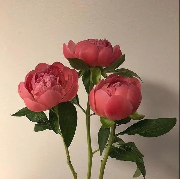 绚烂盛开的花朵唯美头像图片