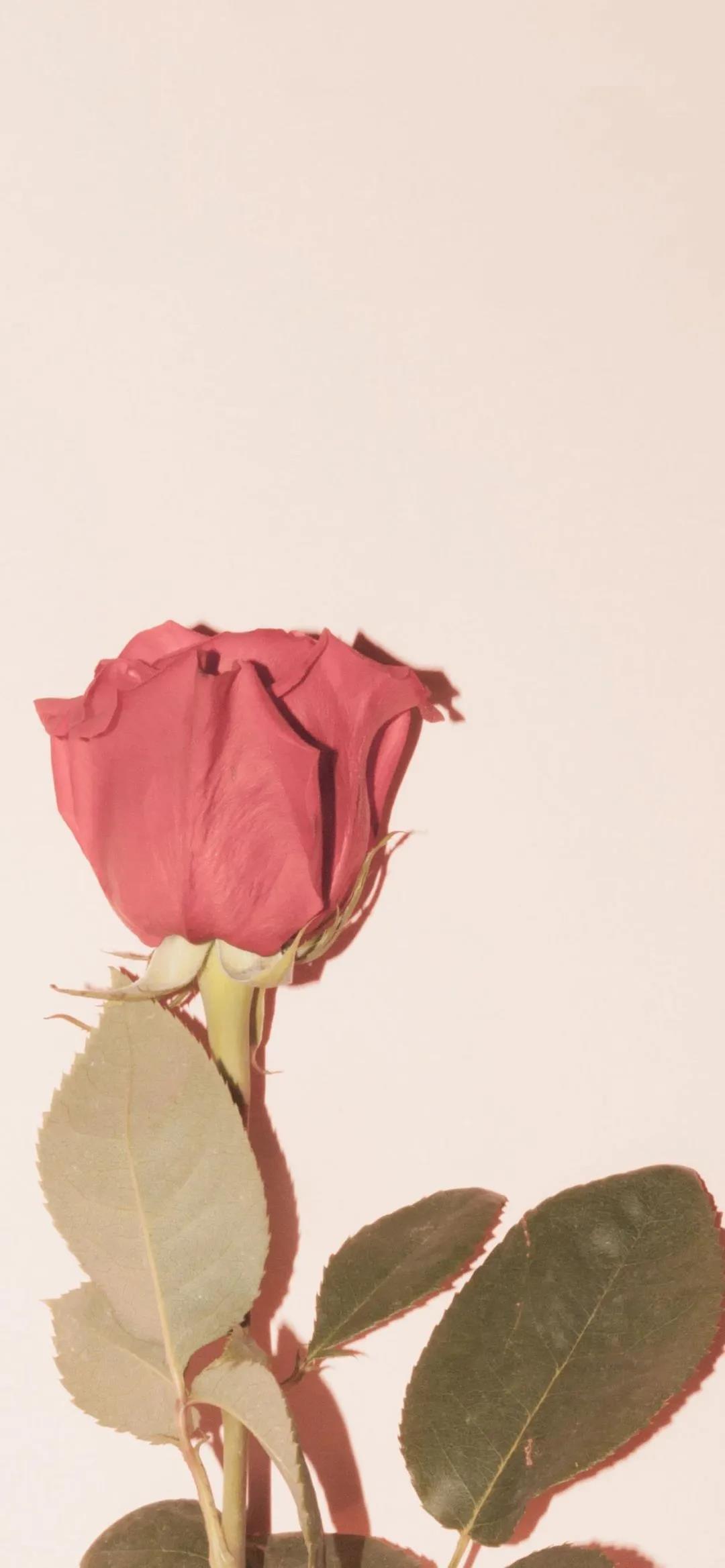 绽放与枯萎花卉唯美高清手机壁纸图片