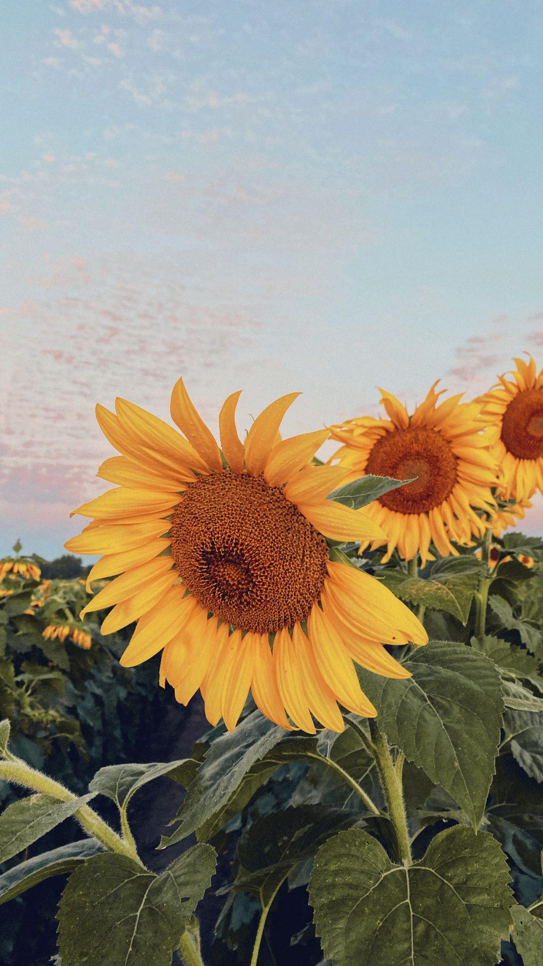 绽放与枯萎花卉唯美高清手机壁纸图片