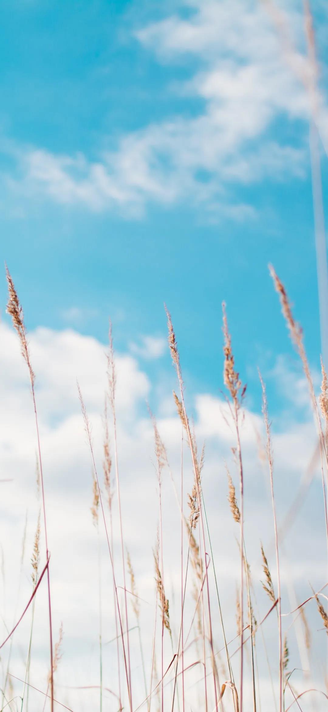 夏天的天空就是蓝色的唯美清新手机壁纸图片