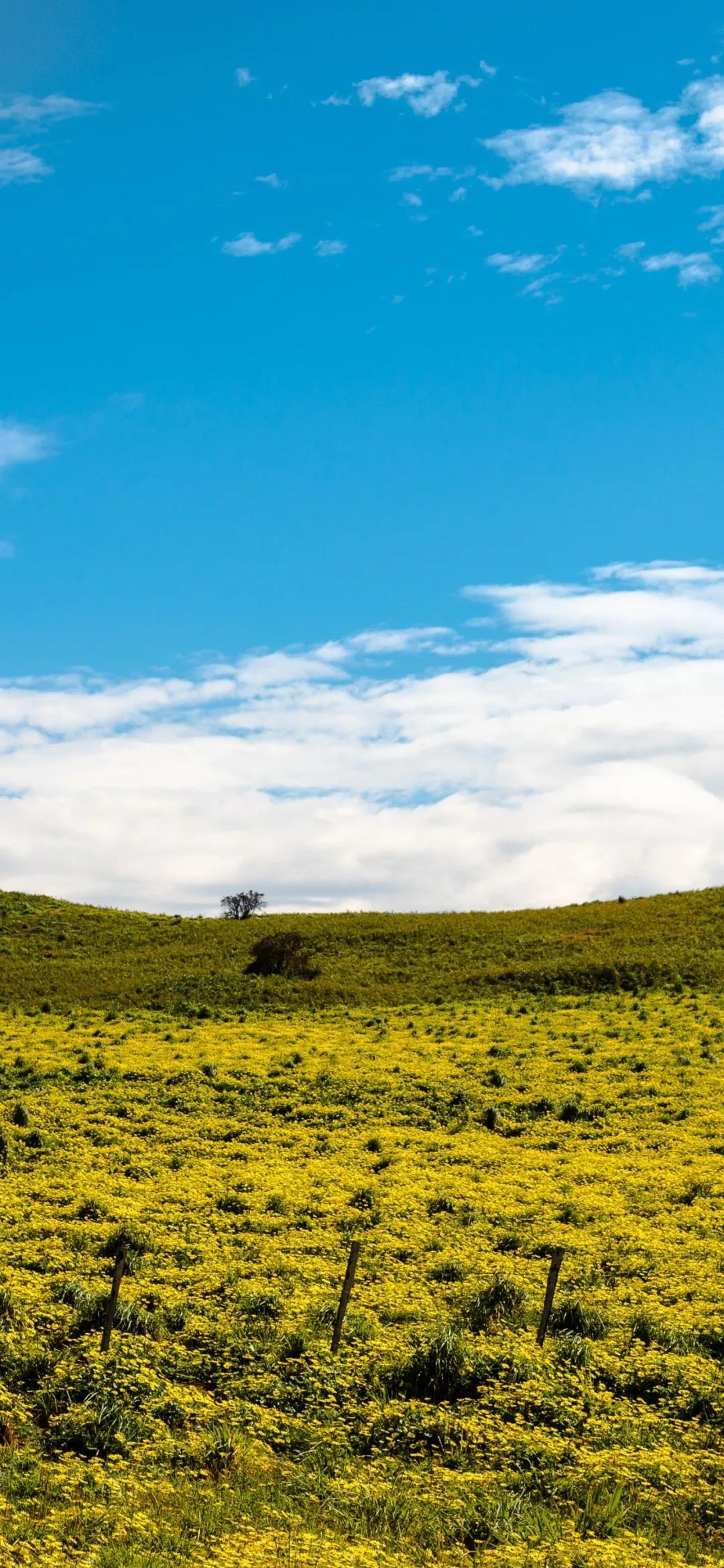 蓝天绿地牛羊成群唯美风景手机壁纸图片