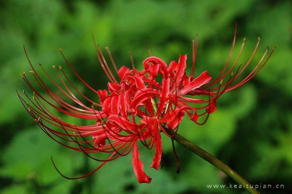 关于漂亮的彼岸花有很多的传说和一些话语图片