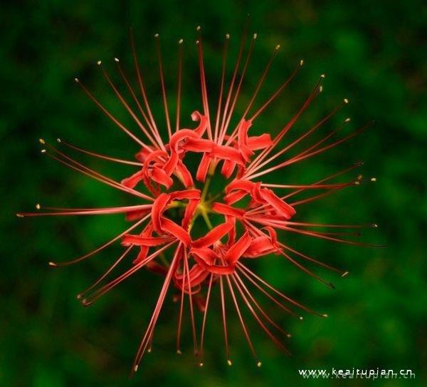 关于漂亮的彼岸花有很多的传说和一些话语图片