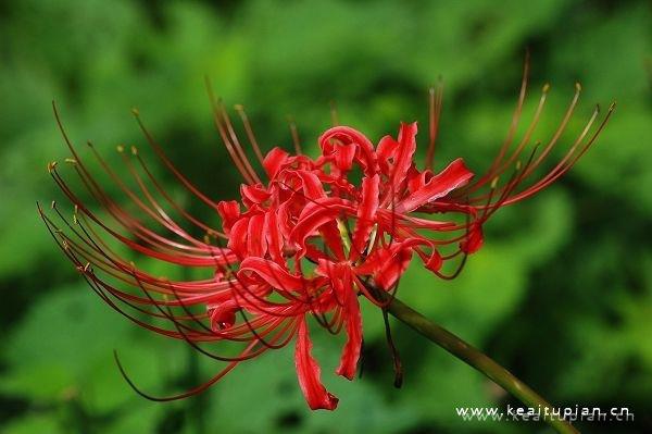 关于漂亮的彼岸花有很多的传说和一些话语图片