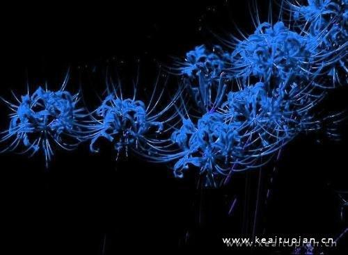 关于漂亮的彼岸花有很多的传说和一些话语图片