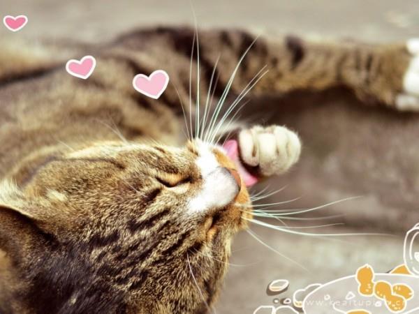 唯美呆萌可爱C酱酱恶搞喵星人图片