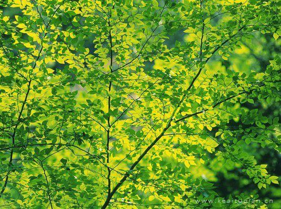 的绿色让生活更加的快乐和向上图片