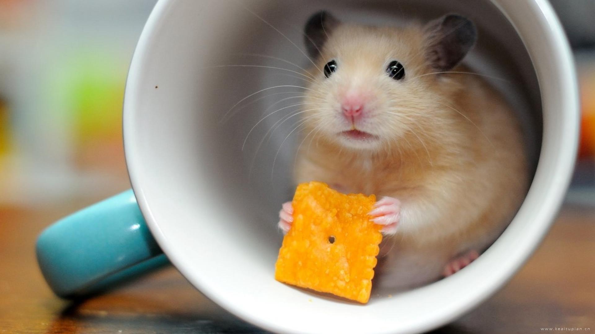 躲在杯子里的可爱小仓鼠高清壁纸图片