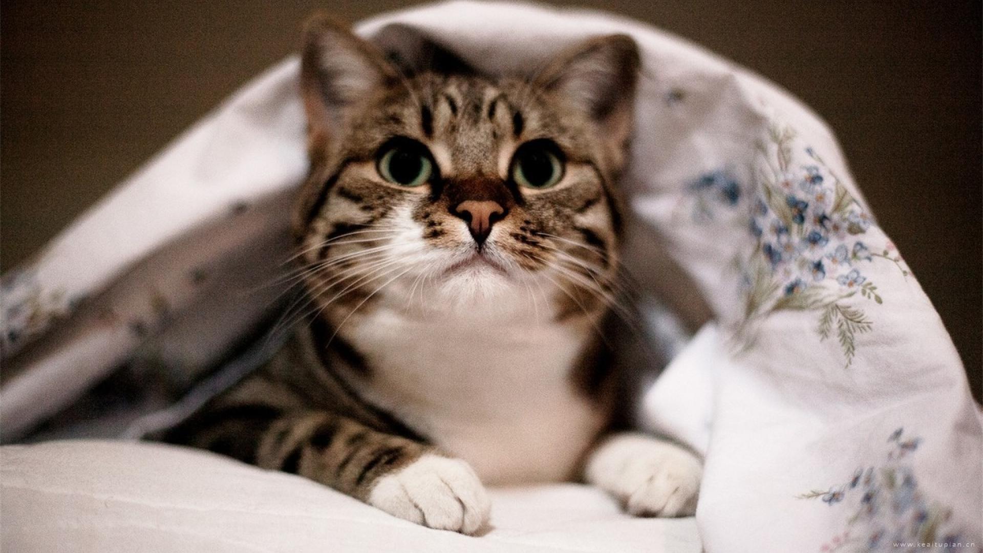 治愈系好看的小猫腻可爱电脑桌面壁纸图片