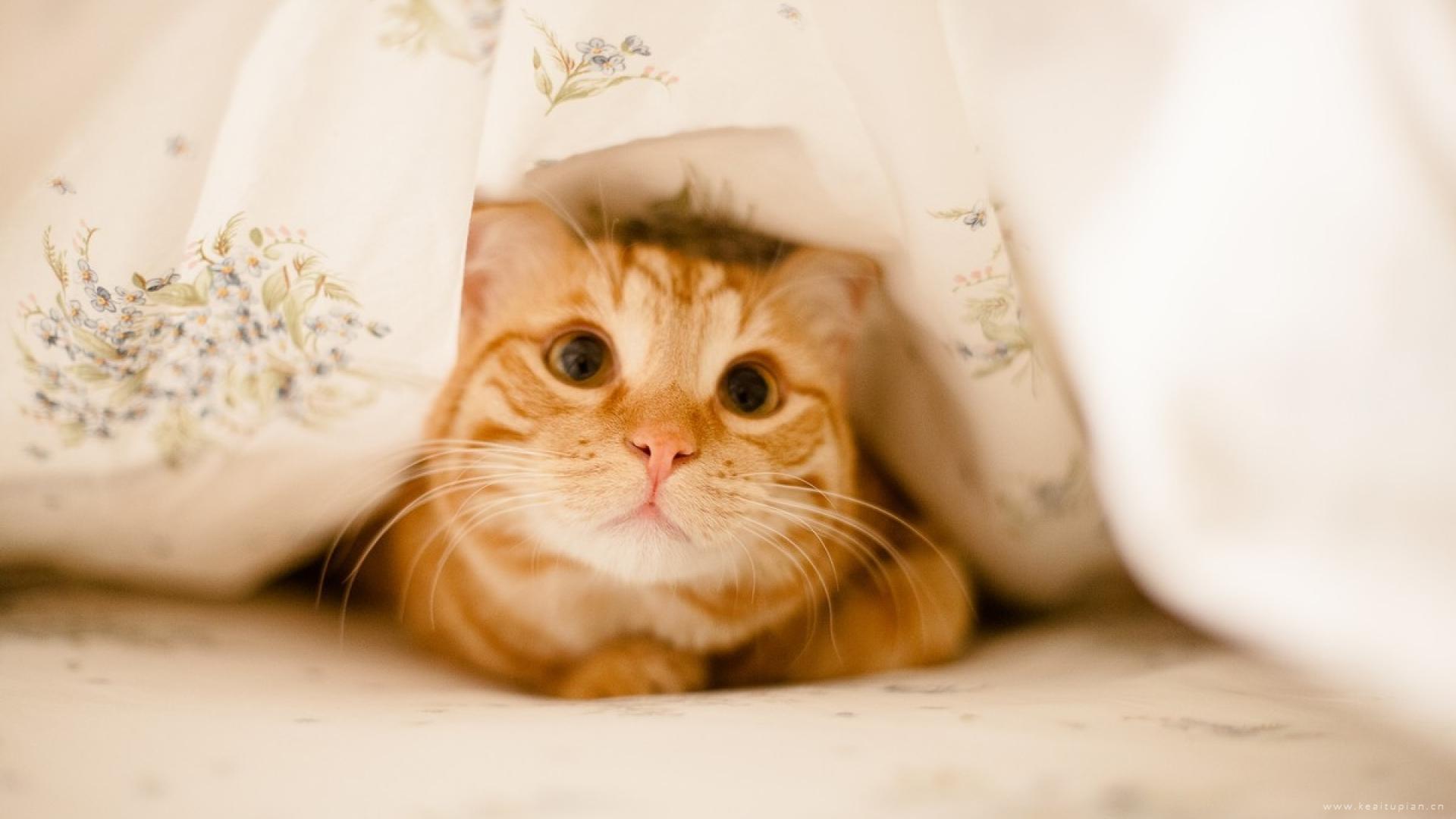 治愈系好看的小猫腻可爱电脑桌面壁纸图片