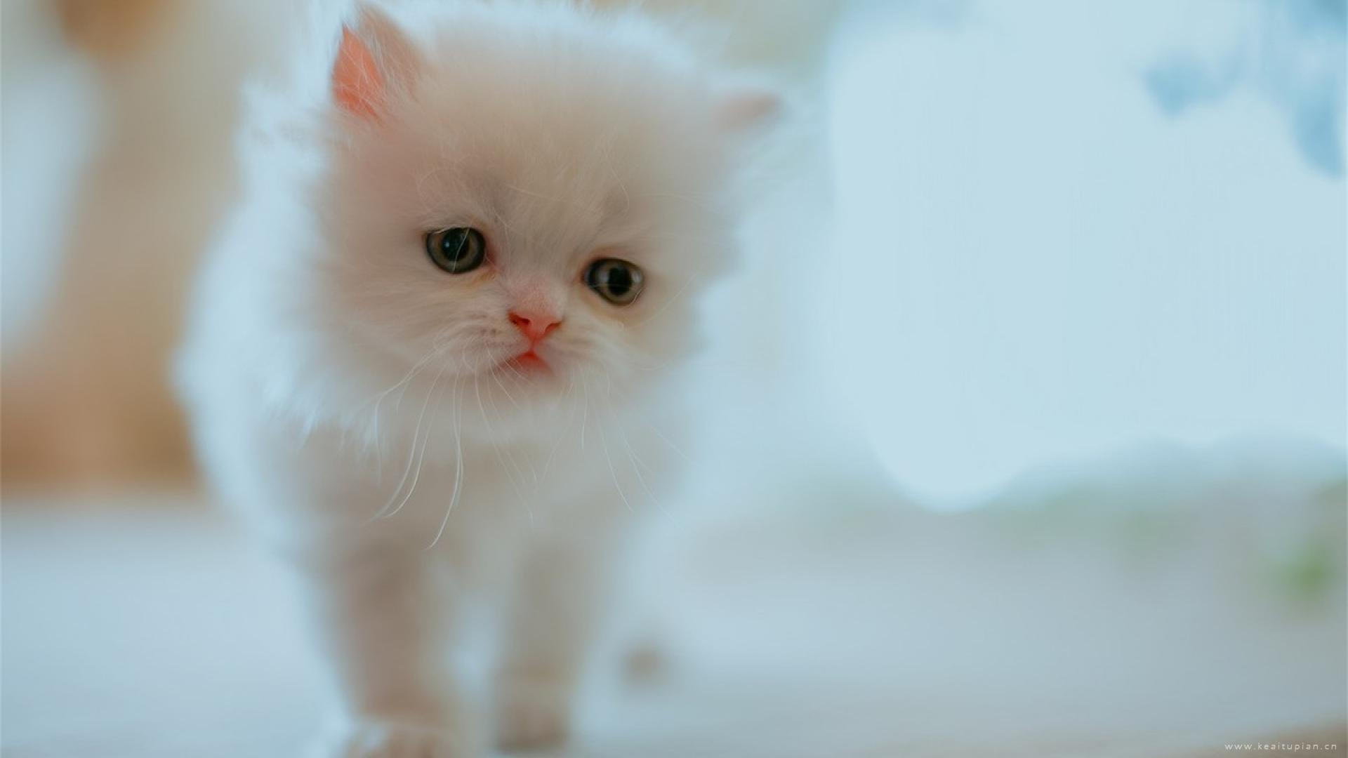 治愈系好看的小猫腻可爱电脑桌面壁纸图片