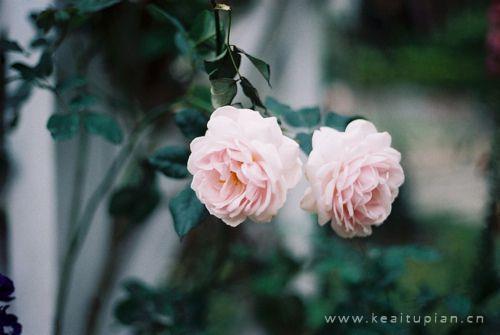 用汗水灌溉生活让生命像鲜花一样绽放图片