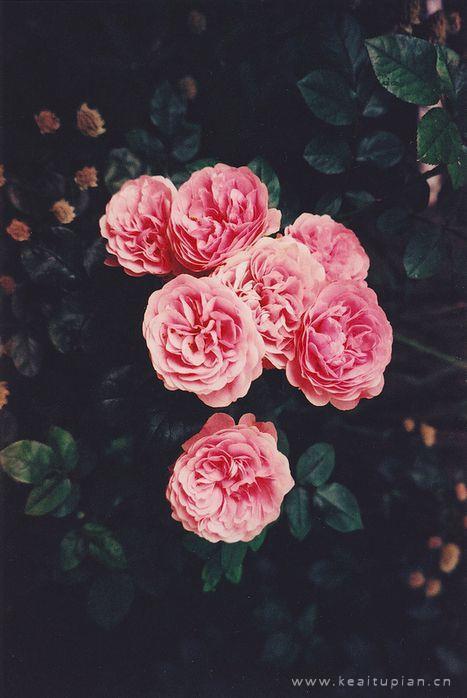 用汗水灌溉生活让生命像鲜花一样绽放图片