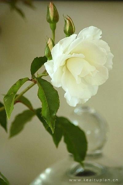 最新清新淡雅美丽的花儿大图梦里的鲜花图片