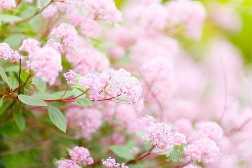 最新清新淡雅美丽的花儿大图梦里的鲜花图片