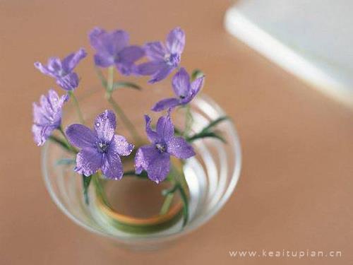 最新清新淡雅美丽的花儿大图梦里的鲜花图片