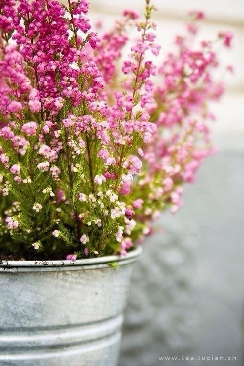 最新清新淡雅美丽的花儿大图梦里的鲜花图片