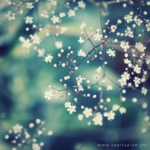 最新清新淡雅美丽的花儿大图梦里的鲜花图片