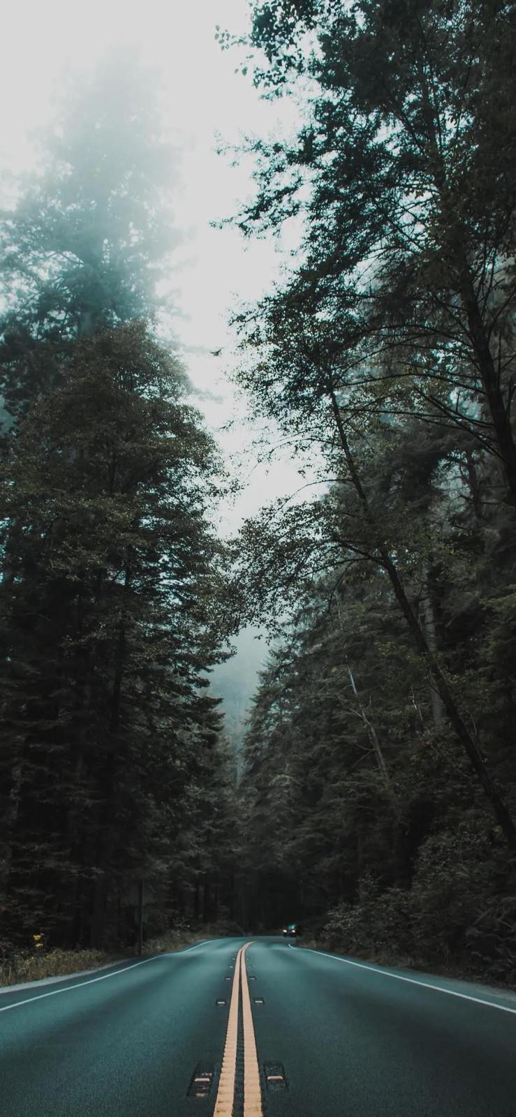 延伸到森林的公路唯美风景手机壁纸图片
