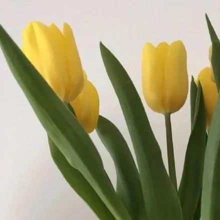 黄色花朵清新唯美亮眼朋友圈背景壁纸图片