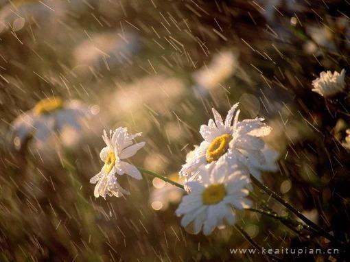 漂亮睹物思人菊影倒入你的容颜图片