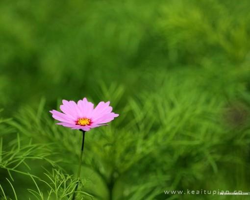 唯美花影丛绕秋日菊傲然丛中笑图片