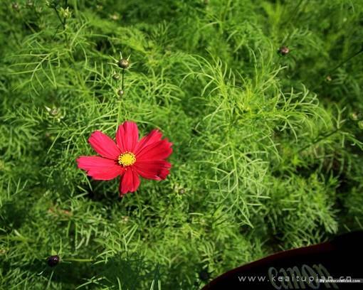 唯美花影丛绕秋日菊傲然丛中笑图片