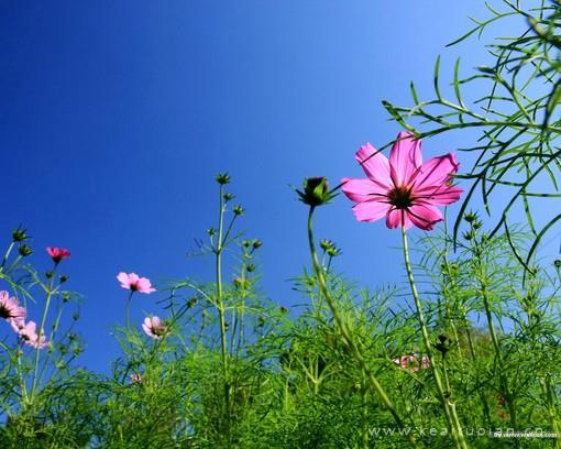 唯美花影丛绕秋日菊傲然丛中笑图片