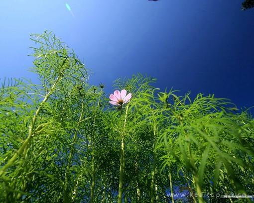 好看的未曾感受菊花瞬然带来的清爽之感图片